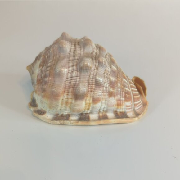 Vintage Cypraecassis Rufa Red Helmet Natural Seashell Nautical Home Decor - Picture 3 of 5